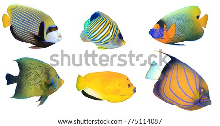 Tropical fish isolated on white background. Angelfish: Emperor, Regal, Yellowmask, Koran, Threespot and Bluering Angelfishes Royalty-Free Stock Photo #775114087