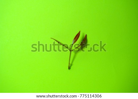 Simple photography of little leaf object on the green background