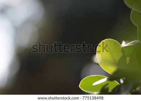 Spring Young leaves Light Green color split from the bush back ground is black with Bokeh. free space for texture, letter, statement