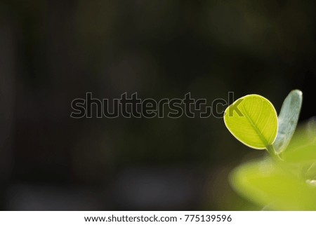Spring Young leaves Light Green color split from the bush back ground is black. free space for texture, letter, statement