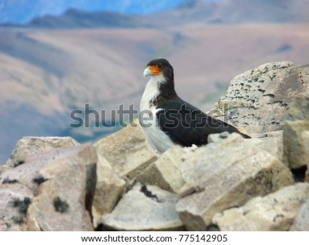 Hawk among rocks.
White-throated caracara or Phalcoboenus albogularis.
The picture was taken in El Chalten, Argentina