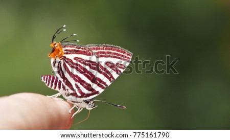 Long-banded Silverline butterfly 