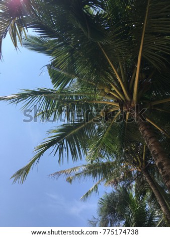 coconut tree with the clear sky under sunlight