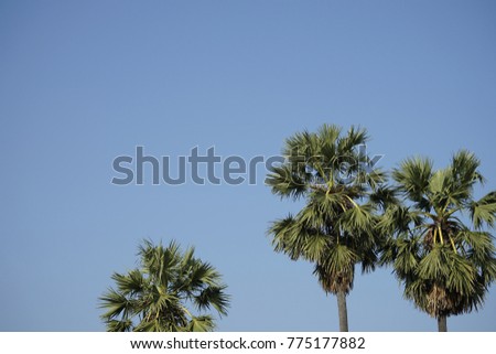 Sugar palm tree against a blue sky