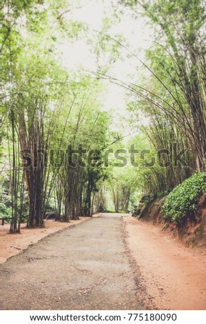 green bamboo tunnel walkway 