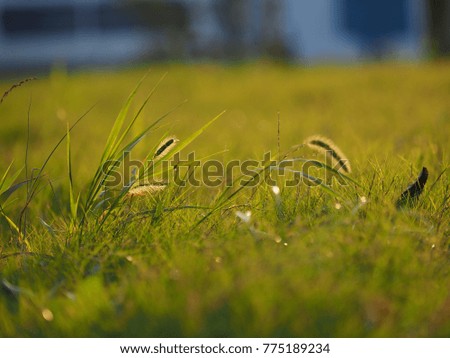 The close up grass view with the sunset sunlight