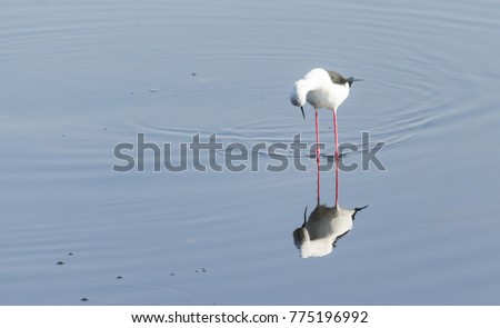 A stilt bird in early morning during sunrise time watching it self in the reflection in the water Royalty-Free Stock Photo #775196992