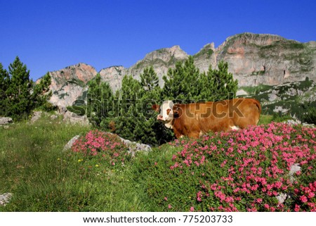 Cow resting in beautiful landscape behinde hairy alpenroses