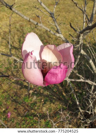 Single large pink Magnolia flower in early spring