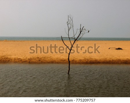 dead tree in the river near the beach
