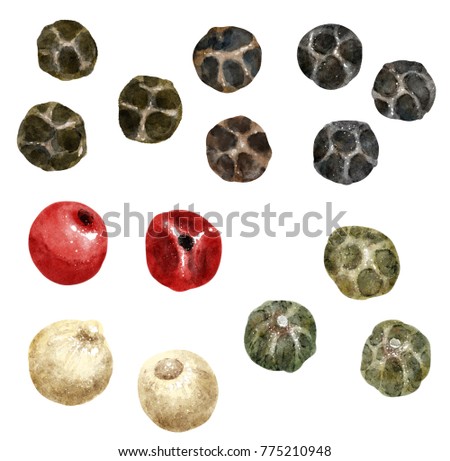 Pepper watercolor illustration, isolated on white