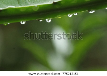 rain water drop 