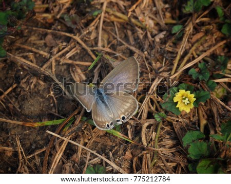 Butterfly spreading its wings on the ground.