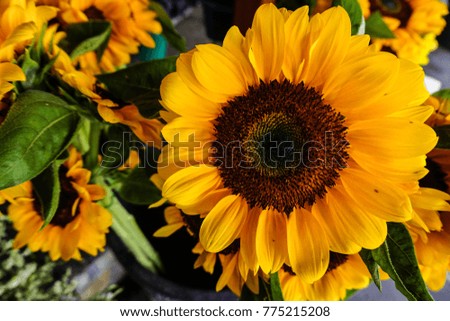 Good morning with sunflower