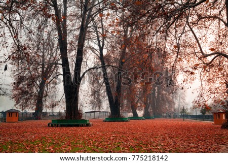 Inside view of a garden filled of fallen leaves on ground in Srinagar, Jammu and Kashmir, India