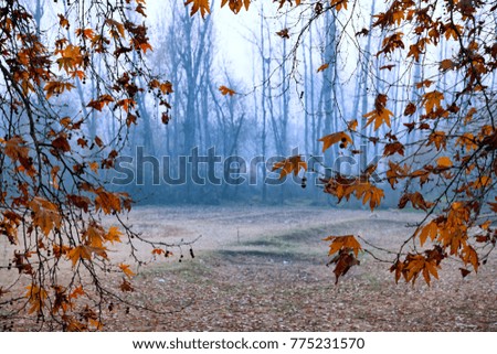 Maple Tree leaves - Srinagar, Jammu and Kashmir, India