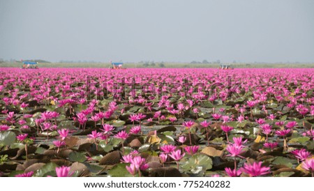 picture of beautiful lotus flower field at the red lotus sea,UdonThani, Thailand