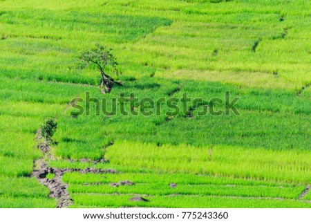green terraced rice field in Kiulu Sabah, Malaysia.