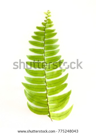 Close up green leaves fern on white background isolated top view