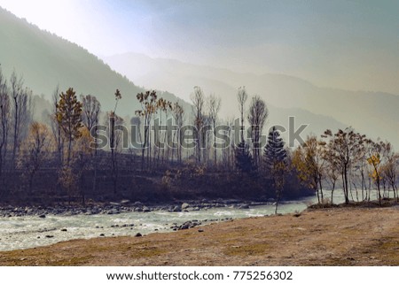 Heavy fog covers pine forest at the foothills of Himalayan Mountains near Sonmarg, Jammu and Kashmir, India