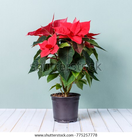 This picture can be used to illustrate the rules of how to grow home flowers Euphorbia subg, Poinsettia.