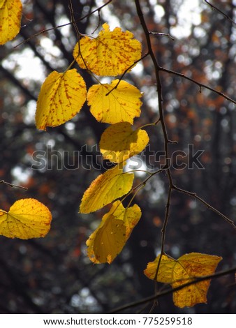 Yellow Tilia leaves