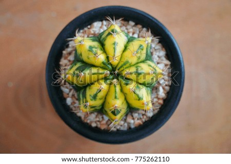 House plant, Pot of cactus, succulent pot plant for decorative in house, selective focus and free space for text.