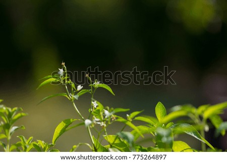 Plant nursery and organic vegetable garden for healthy eating. Selective focus on young lush green leaves by organic farming. Very shallow depth of field.