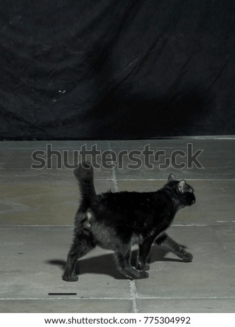 Black cat walking on cement floor
