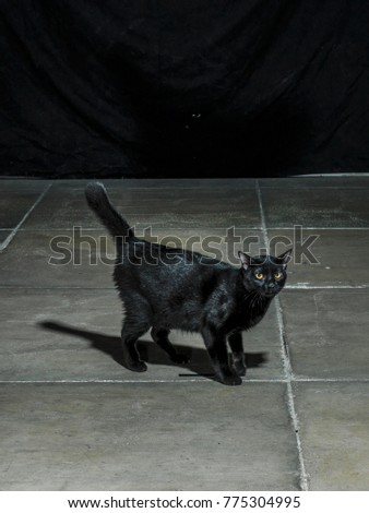 Black cat standing on cement floor