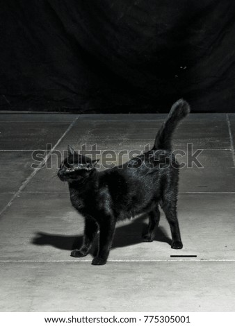 Black cat standing on cement floor