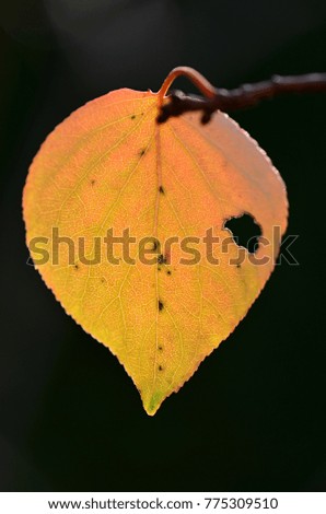 autumn leaf in sun