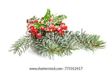 Christmas decoration with spruce branch and ivy. Isolate on white background