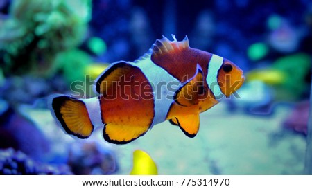 Ocellaris clownfish in reef tank