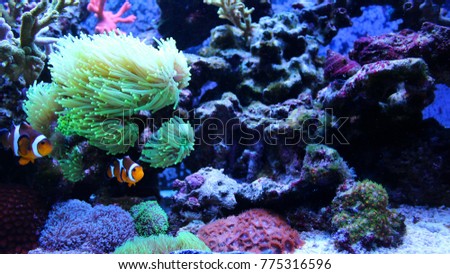 Popular fish in coral reef tank