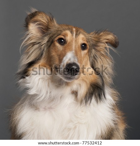 Close-up of Collie in front of grey background