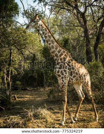 Giraffe Giraffa cameleopardalis tallest African mammal large neck long neck