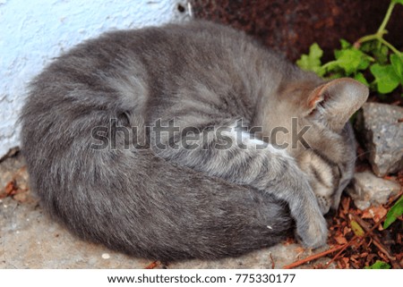 sleeping kitten on the ground 