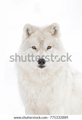 Arctic wolf portrait  isolated on white background walking in the winter snow looking directly at the camera in Canada