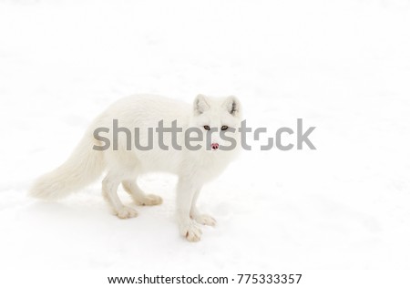 Arctic fox Vulpes lagopus isolated on white background standing in the snow in winter looking at the camera in Canada Royalty-Free Stock Photo #775333357