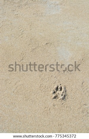 Dog paw print sand background texture print pattern surface on the winter beach in Mallorca, Balearic islands, Spain