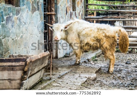 white domestic animal cow walking in the yard