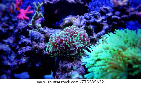 Hammer LPS Coral (Euphyllia sp.)