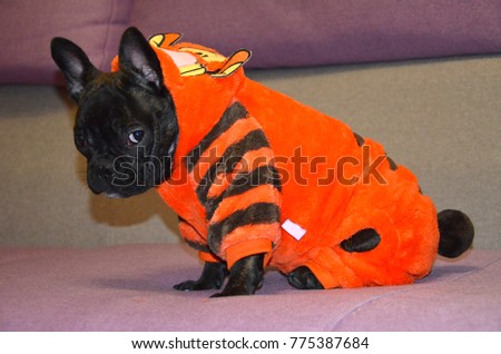 french bulldog puppy cute in tiger orange costume at home on the bed sitting fnd looking. 