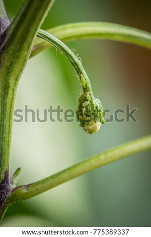Green aphids on a chili plant