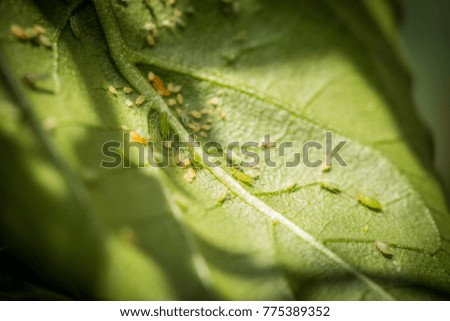 Green aphids on a chili plant