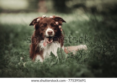 Border collie with a wreath of roses lying in the grass