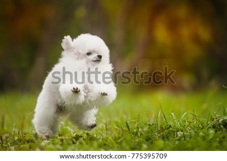 Jumping white poodle Royalty-Free Stock Photo #775395709