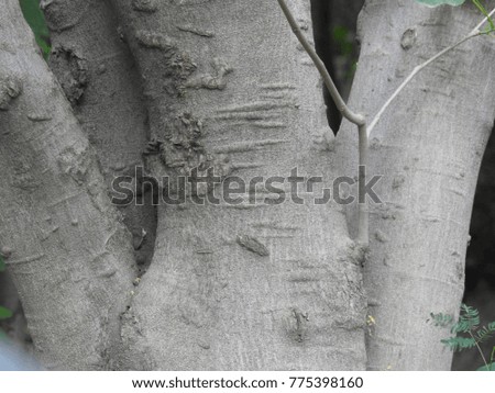 Beautiful Trunk texture, Seamless tree bark background. Gray texture of the old tree. Grey Bark. 