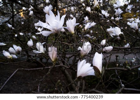 Magnolia blossom in the sunny garden on blue background

